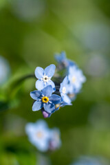 little blue flower in close up