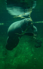 Big adult manatee swimming and eating inside aquarium