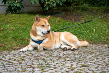 sesame shiba inu dog lying with pine cones and meadow