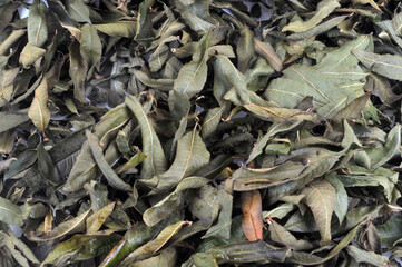 Feuilles de verveine citronnée séchées en gros plan