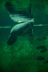 Fototapeta premium Big adult manatee swimming and eating inside aquarium