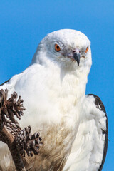Closeup face shot of a Swallow-Tailed Kite on a pine cone perch.