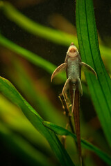 Watchful and awake green lizard resting on the branch inside the terrarium in the zoo.
