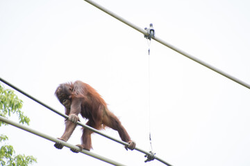 オランウータン © 元木文佳