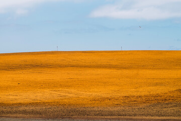 field of wheat