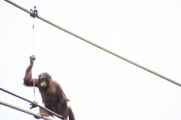 オランウータン © 元木文佳
