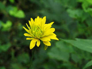 Yellow flower, rudbeckia, Golden ball