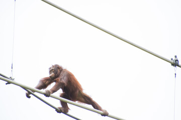 オランウータン