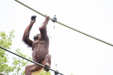 オランウータン © 元木文佳