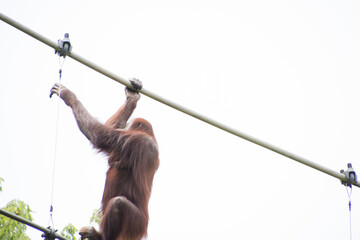オランウータン