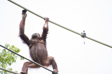 オランウータン