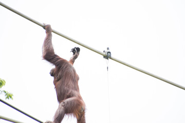 オランウータン