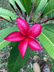 A close up of a bunch of red plumeria in full bloom