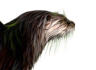 A beautiful otter drawn on a white background