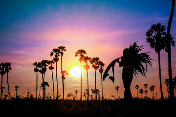 Sugar farmers carry palm leaves and palm trees on the rice fields in the sunrise, Pathumthani, Thailand