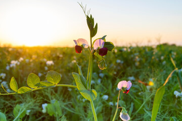 A field of blooming organic green peas.