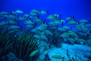 Fototapeta na wymiar school of fish underwater photo, Gulf of Mexico, Cancun, bio fishing resources
