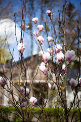 Blooming magnolia in the garden on the background of the house