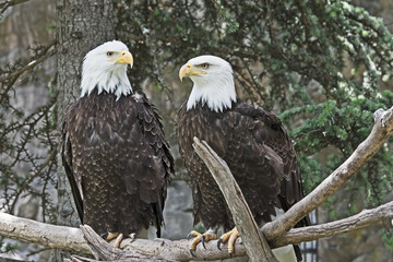 A pair of Bald Eagles, (Haliaeetus leucocephalus) are perched on a branch