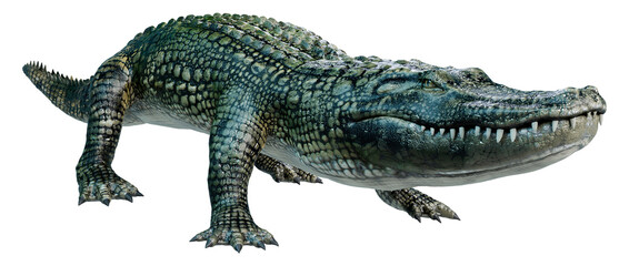 3D Rendering Green Alligator on White