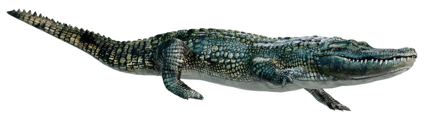 3D Rendering Green Alligator on White