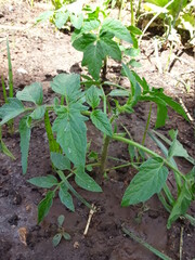 vegetable garden in the garden