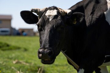 Black and white cow stares at you on a summer pasture eats a grass.
