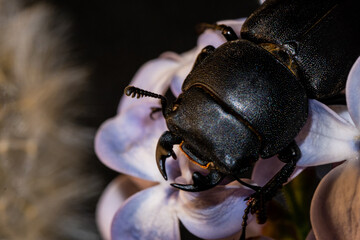 female stag beetle on a flower in early spring