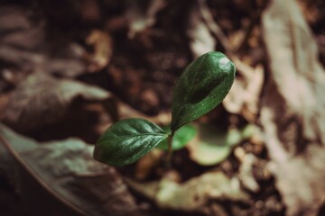 Sprout, home plants, new plant, little plant, spring