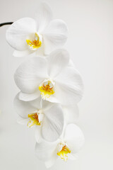 Naklejka na ściany i meble Heap of many white tropical orchid flowers. Can be used as nature flower background. Beautiful orchid flower. Close up. White background. Orchid flower isolated on white background.