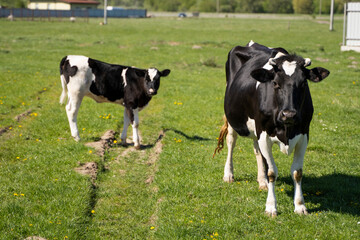 Naklejka na ściany i meble Black and white cow and calf on a summer pasture eats a grass.