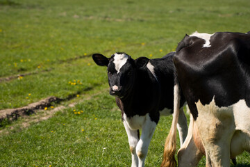 Black and white cow and calf on a summer pasture eats a grass.