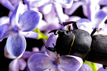 female stag beetle on a flower in early spring