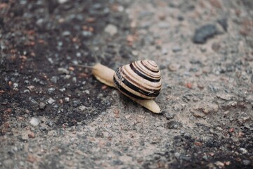 snail on the road, macro photography, closeup, nature 