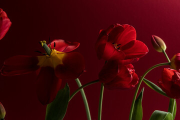 Obraz premium Fine art. Red tulips on red paper. Tulip flower. Beautiful tulips flower for postcard design. tulip wallpaper.