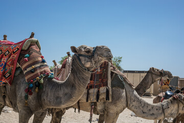 CAIRO, EGYPT - May 14, 2021:  Camel rider in the desert of Sahara. Bedouin and camel near the...