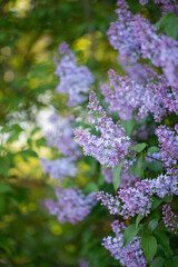 Photo of a lilac bush in spring.