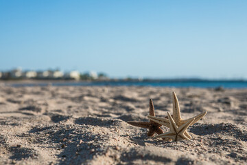 Starfish standing on golden sand near sea on sunny day. Romantic summer vacation concept. Summer wallpaper or background