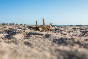 Fototapeta na wymiar Starfish standing on golden sand near sea on sunny day. Romantic summer vacation concept. Summer wallpaper or background