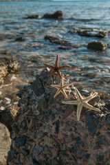 Starfish standing on golden sand near sea on sunny day. Romantic summer vacation concept. Summer wallpaper or background