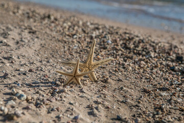 Starfish standing on golden sand near sea on sunny day. Romantic summer vacation concept. Summer wallpaper or background