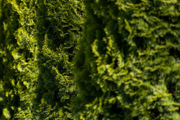 Green hedge of thuja trees. Closeup fresh green branches of thuja trees. Evergreen coniferous Tui tree. Nature, background.