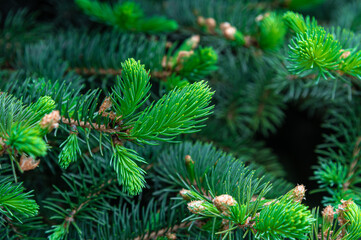 fresh green growths on fir trees