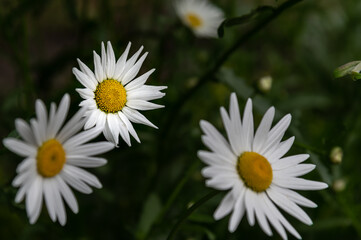 snow-white daisies in the garden