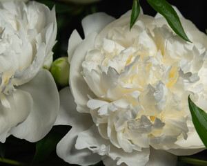 delicate white peonies in the garden