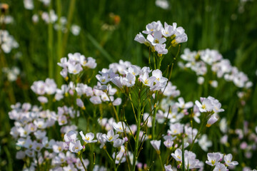 The beautiful Cuckoo flowers in spring with the white and light purple petals, region of Twente and province of Overijssel, the Netherlands
