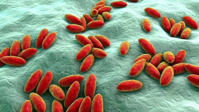 Brucella bacteria, 3D animation. Gram-negative bacteria that cause brucellosis in cattle and humans and are transmitted to humans by direct contact with ill animal or by contaminated milk