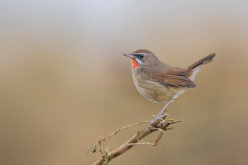 Siberian Rubythroat (Luscinia calliope) perched on dry branch, seen in a India.