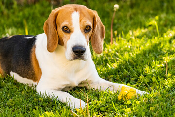 Tricolor beagle lying relaxed on green grass in shade on warm summer afternoon.