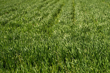 Young green wheat seedlings growing in soil on a field. Close up on sprouting rye on a field. Sprouts of rye. Sprouts of young barley or wheat that have sprouted in the soil. Agriculture, cultivation.